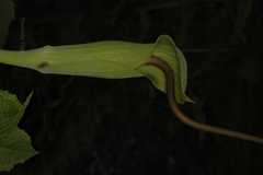 Arisaema jacquemontii